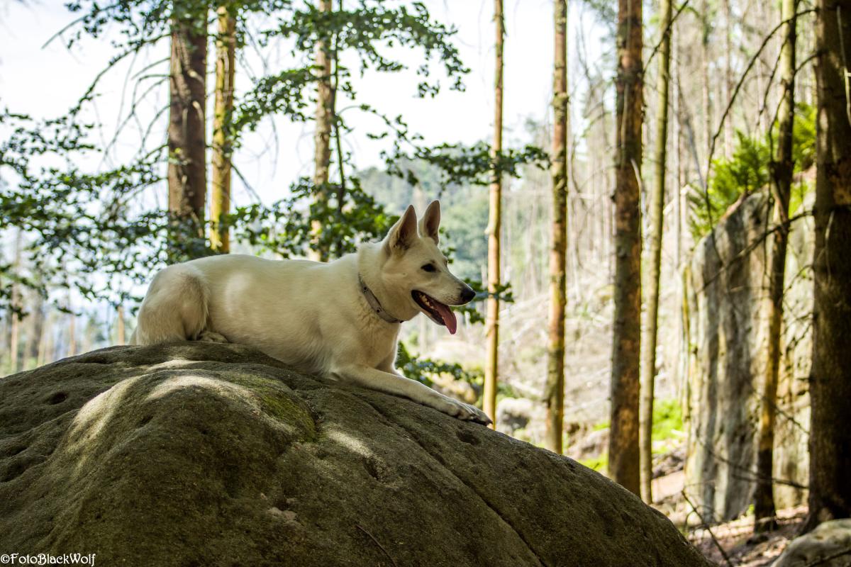 Na velkém oblém skalním útvaru v lese sedí velký bílý pes