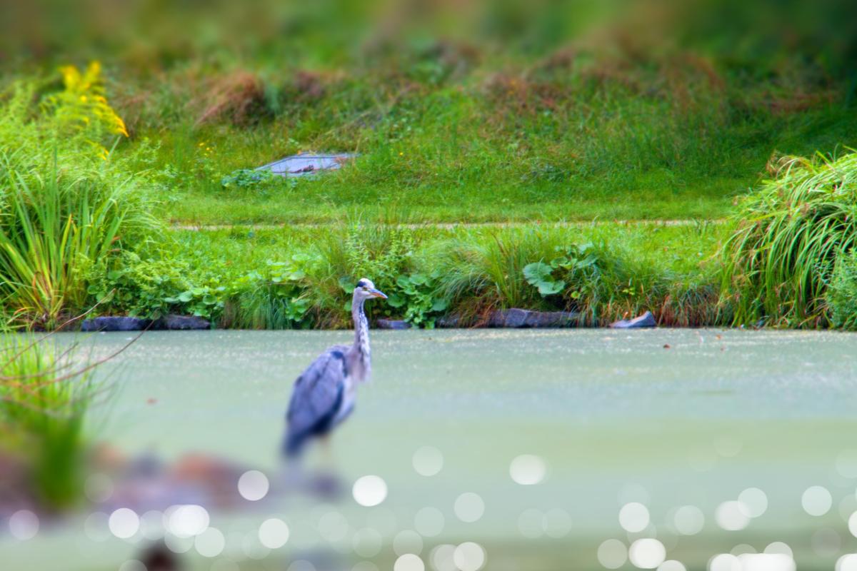  Modrá volavka stojící ve vodě jiskřící slunečními odlesky, v pozadí zelená tráva